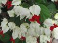 Bleeding Heart Vine / Clerodendrum thomsoniae